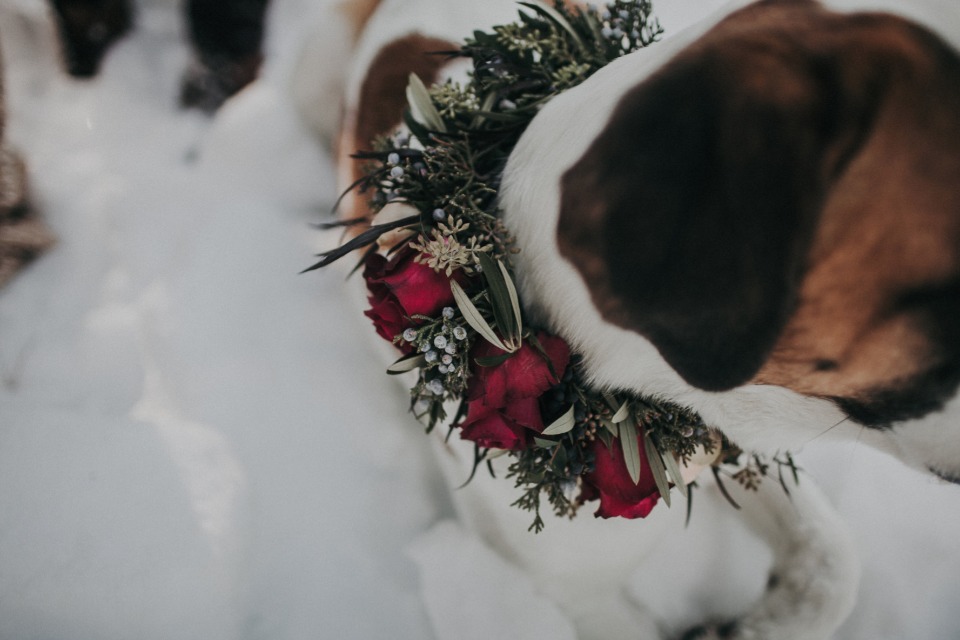 flower collar for you wedding pup