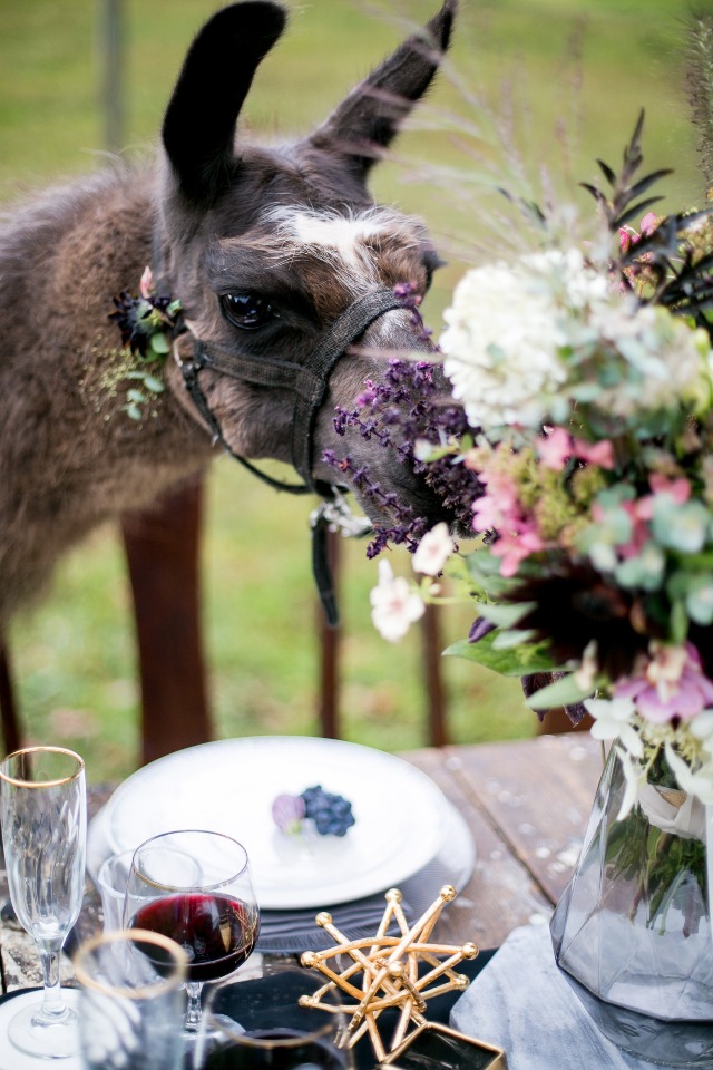 llama in love with this table decor