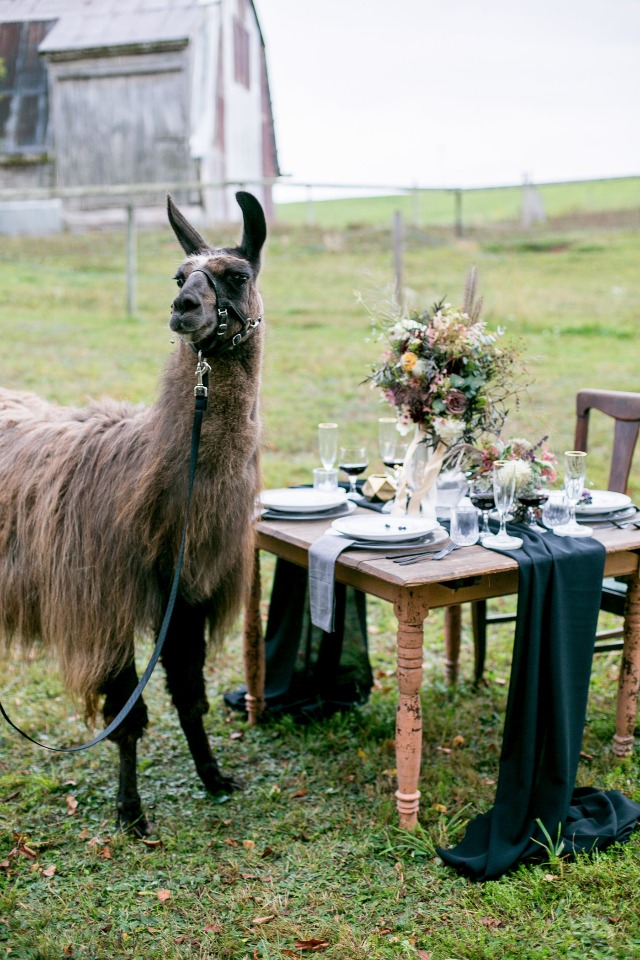 unique guests for your farm chic wedding