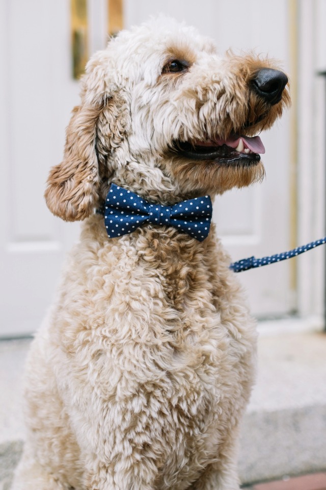 wedding goldendoodle in a dapper bow tie