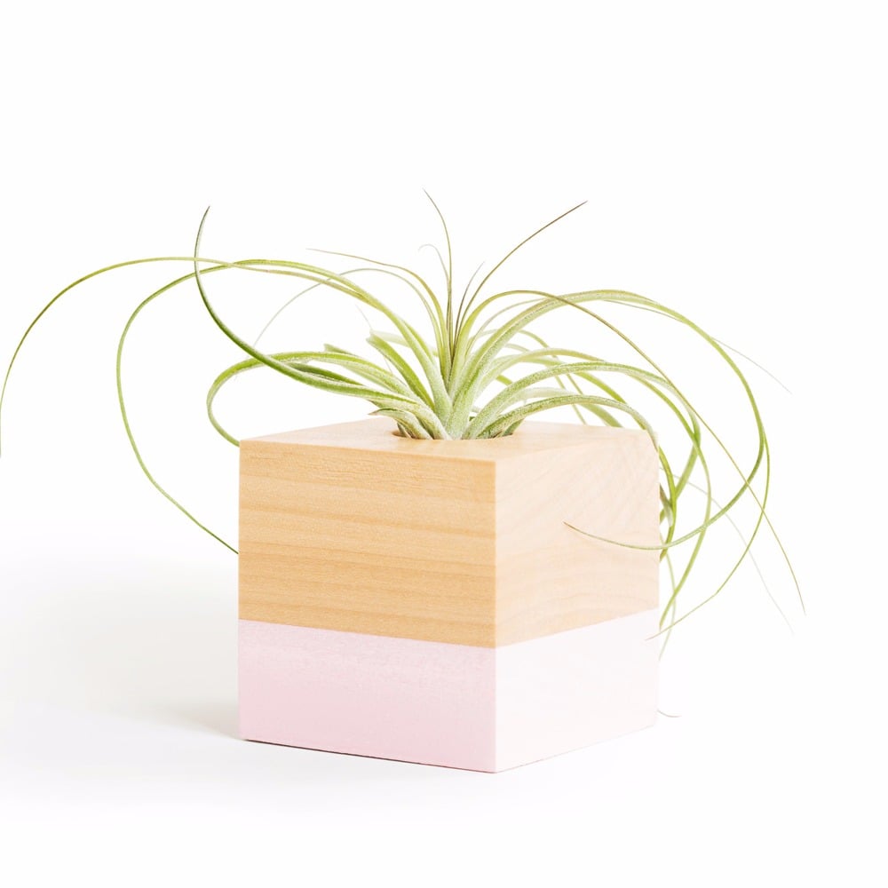 airplant1
