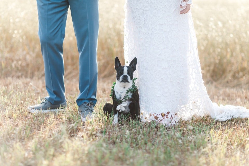 adorable wedding dog