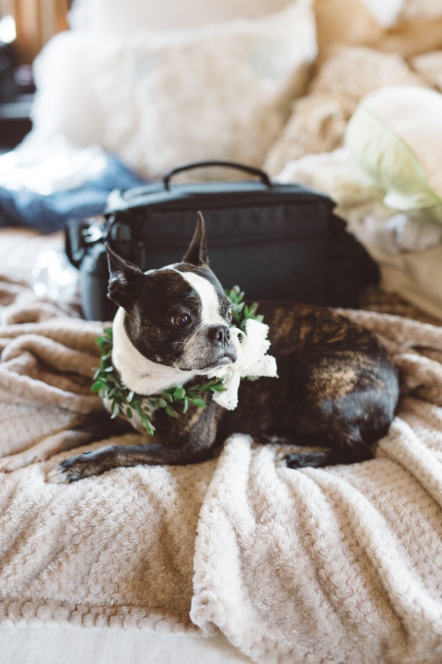 cute little flower dog