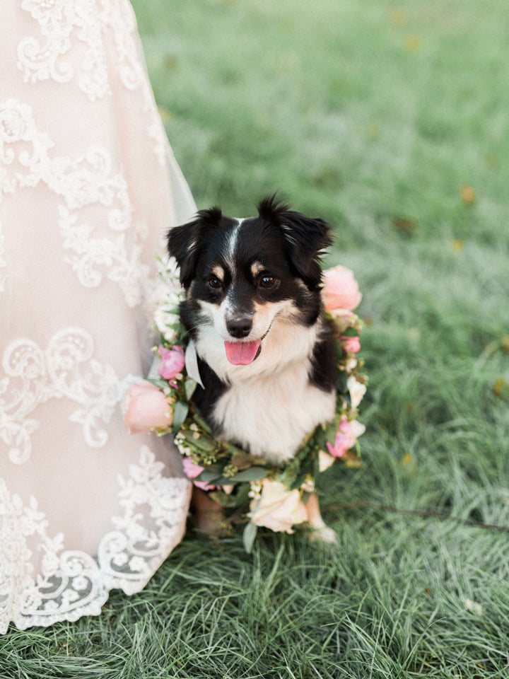 adorable dog with flower collar for your wedding