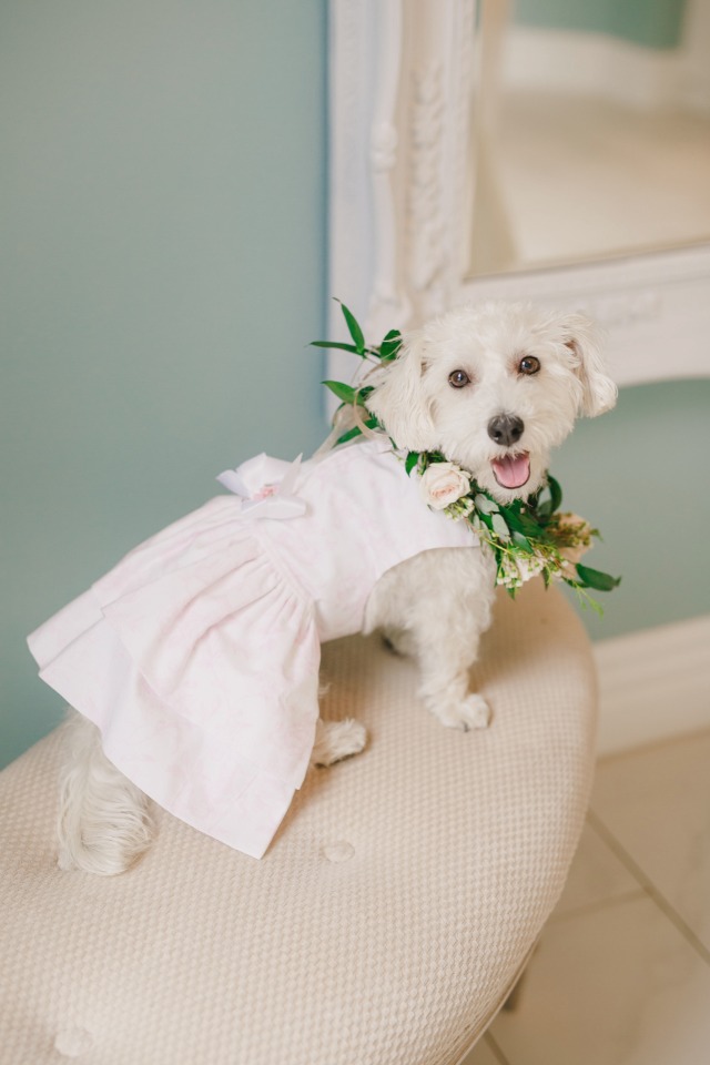 Flower dog in a cute dress