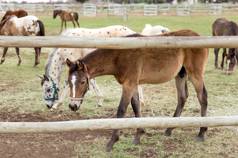 rustic-family-built-ranch-wedding-day