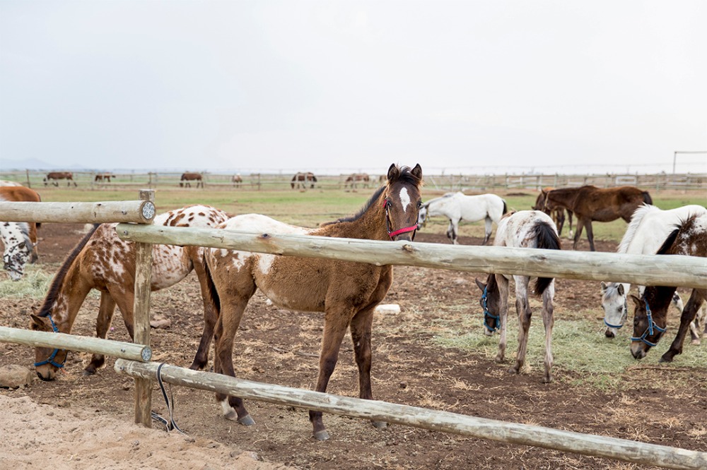 rustic-family-built-ranch-wedding-day