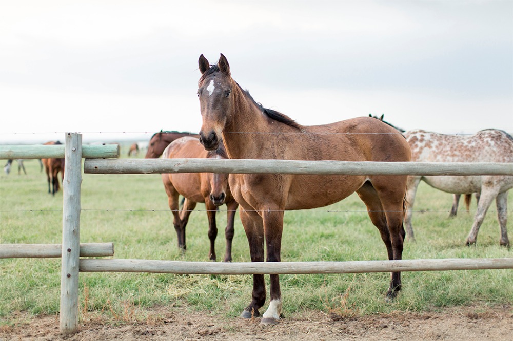 rustic-family-built-ranch-wedding-day