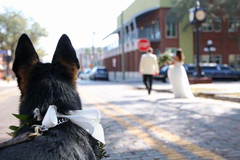 wedding-submission-from-bari-becker