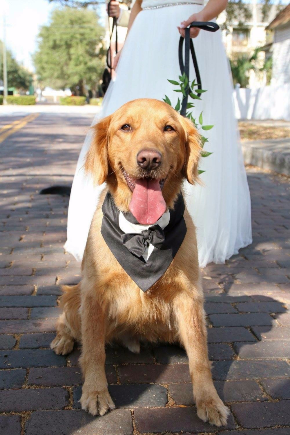 wedding-submission-from-bari-becker