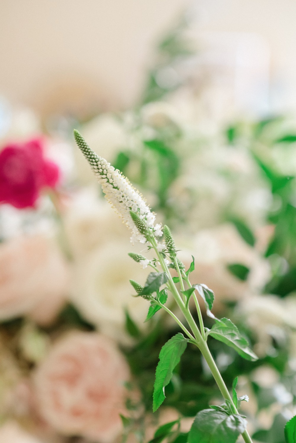 wedding-submission-from-vanessa-velez