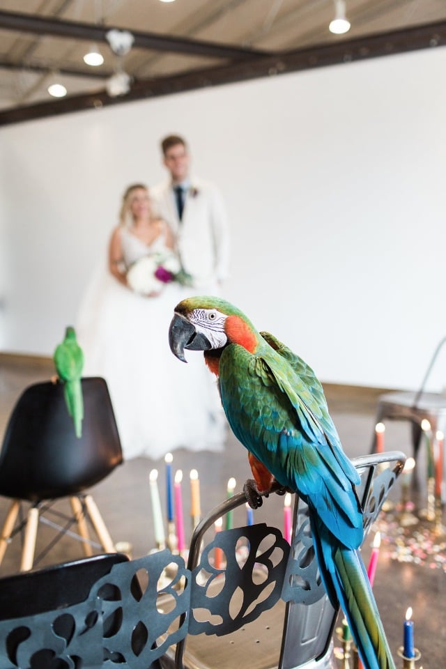 Wedding parrot