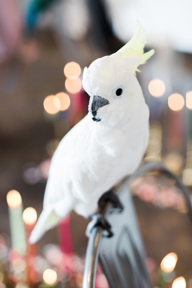 Cute wedding parrot