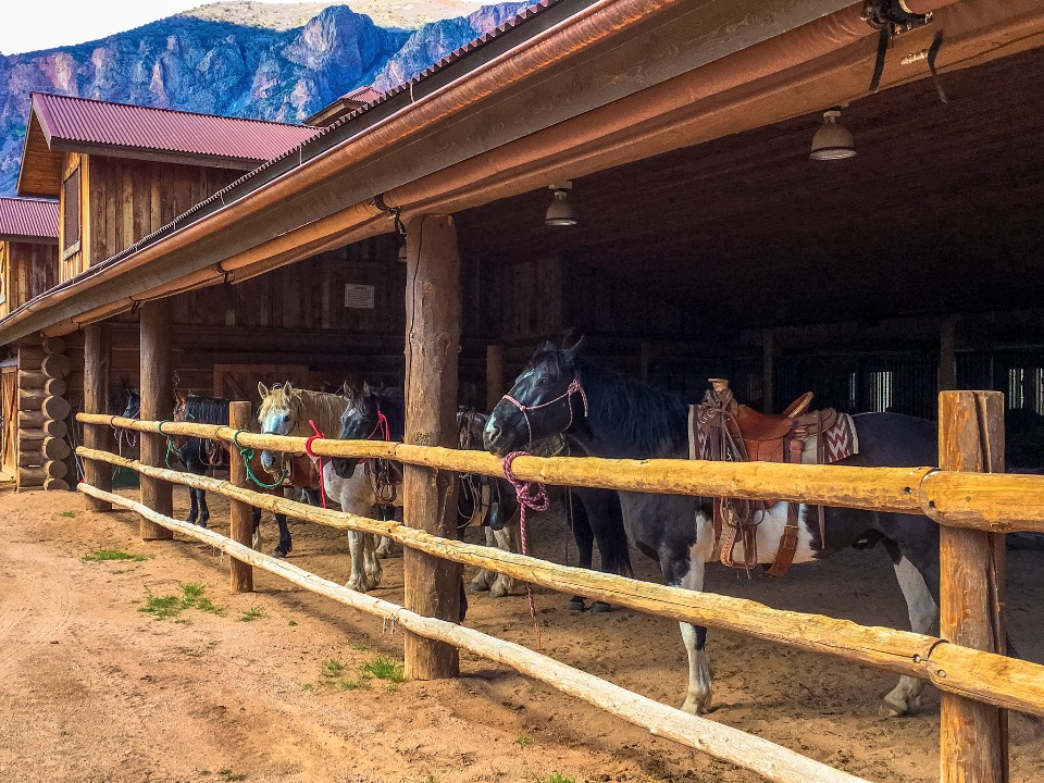 Horses at Gateway Canyons Resort in Colorado