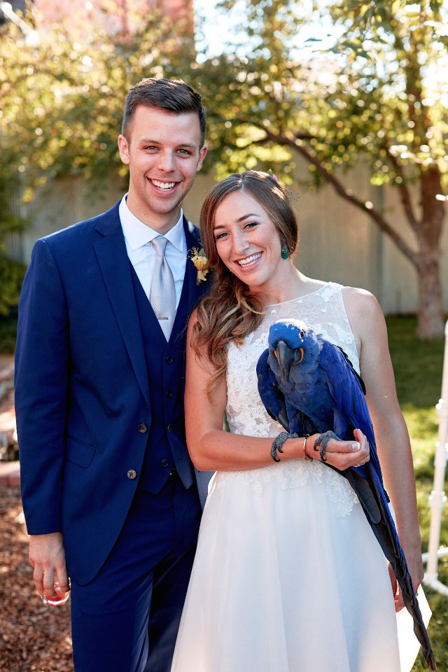 blue wedding parrot