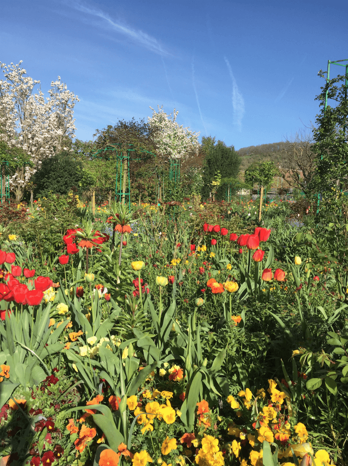 beautiful flowers in Giverny France