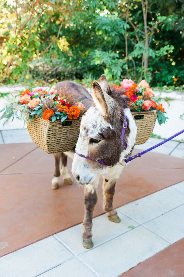 flower burro for your wedding