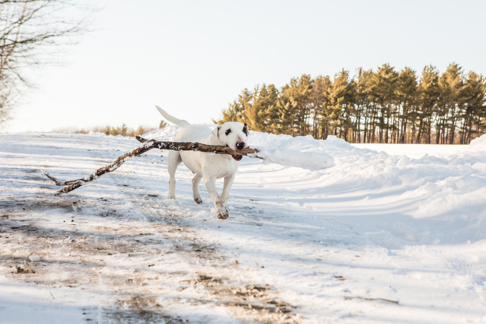 walking-in-a-winter-wonderland-with-a