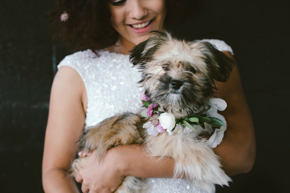 sweet little wedding puppy