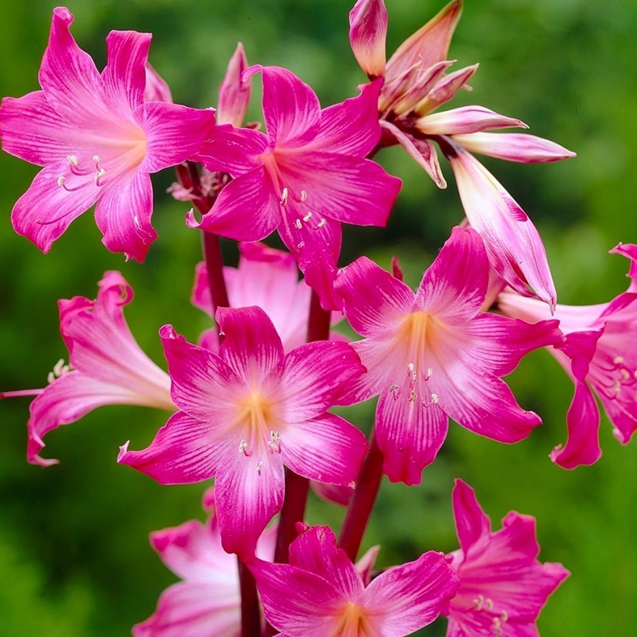 10 surprising poisonous flowers that you might want to know about
