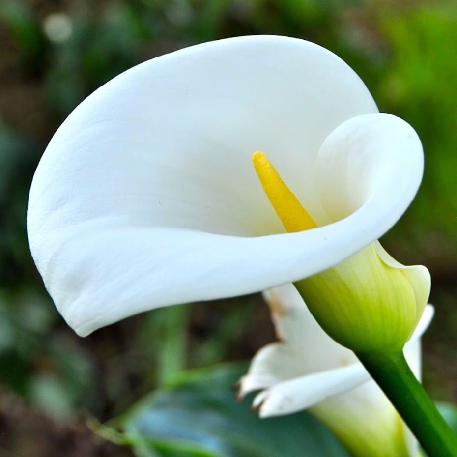 You should know about these 10 Poisonous flowers like Calla Lilly