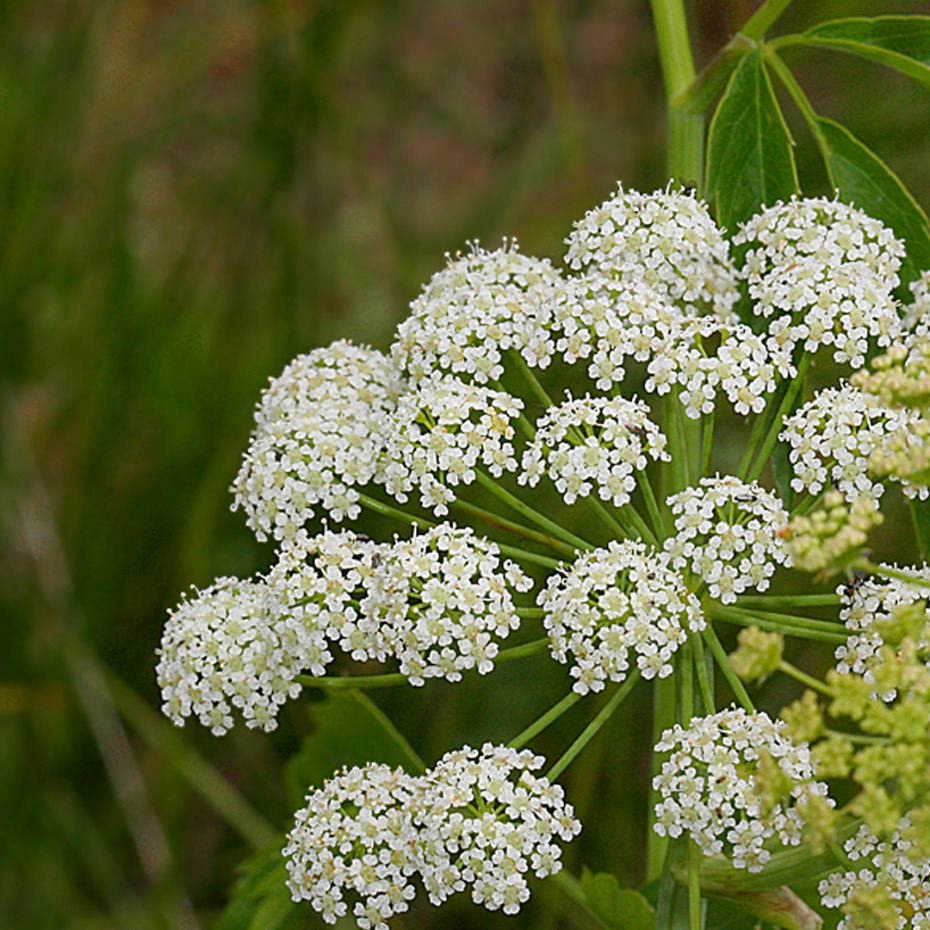 You should know about these 10 Poisonous flowers like Hemlock