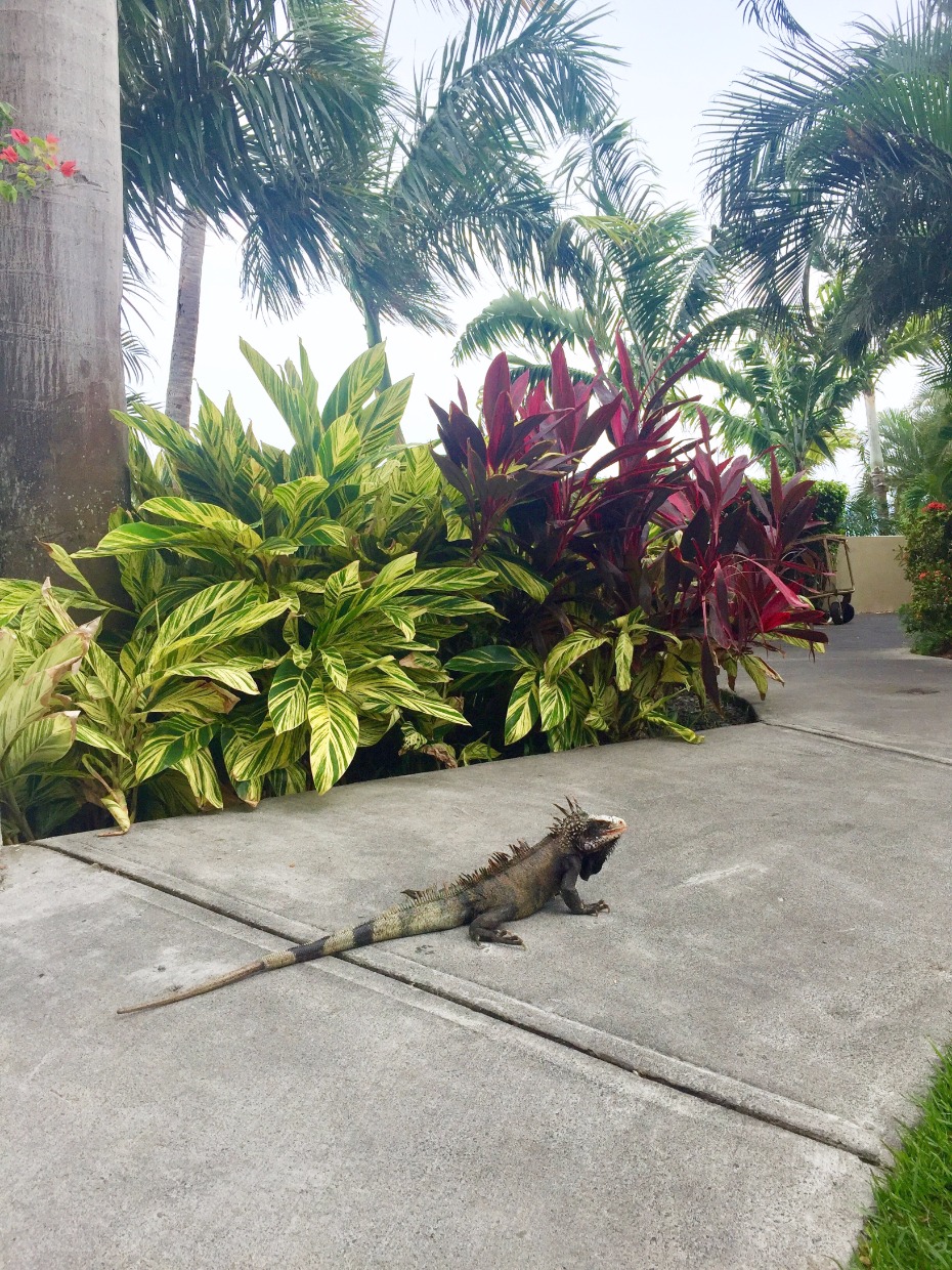 Frenchman's Reef & Morning Star Marriott Beach Resort iguanas on property