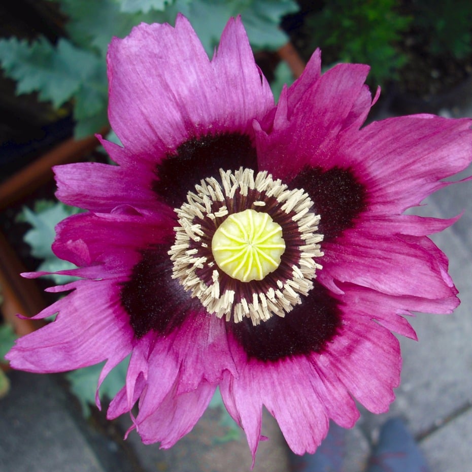 You should know about these 10 Poisonous flowers like the opium poppy