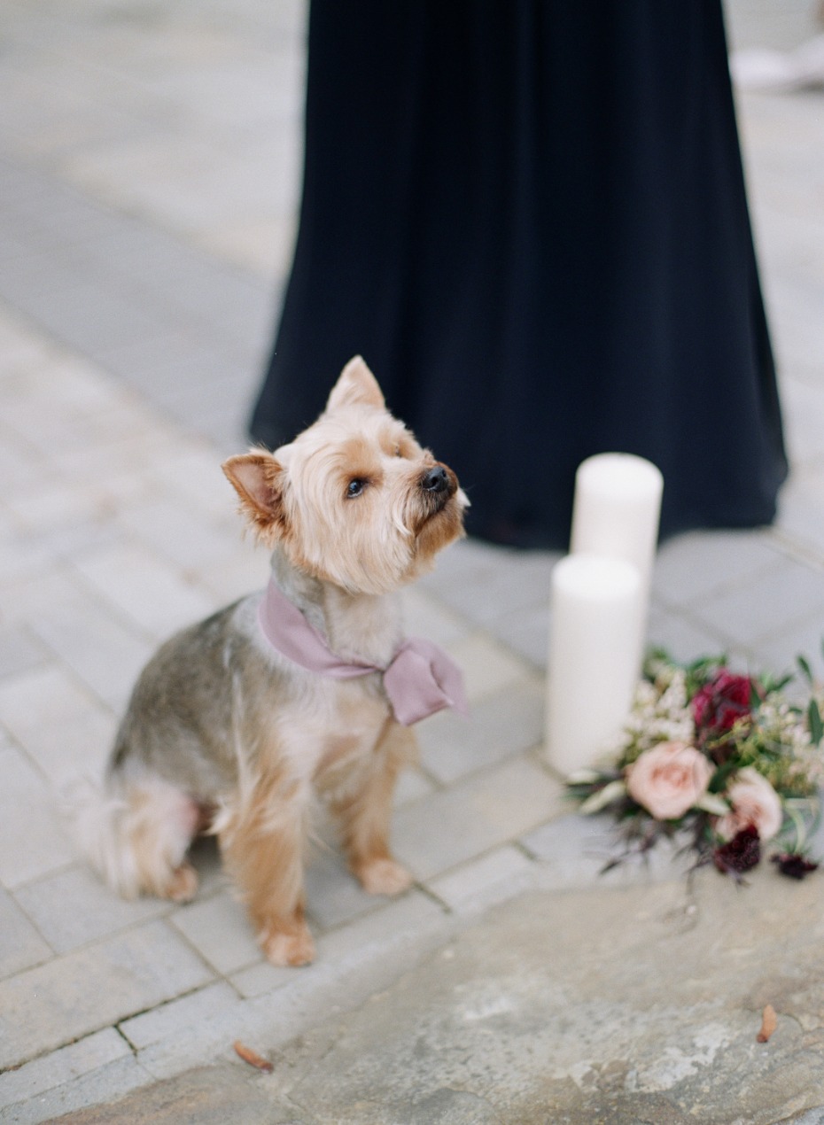 Cutest wedding pup