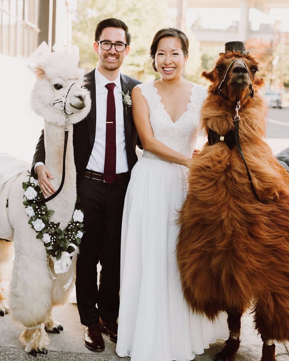Alpaca wedding