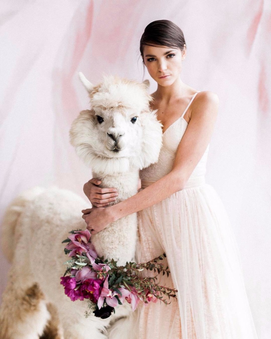 how to have an alpaca at your wedding