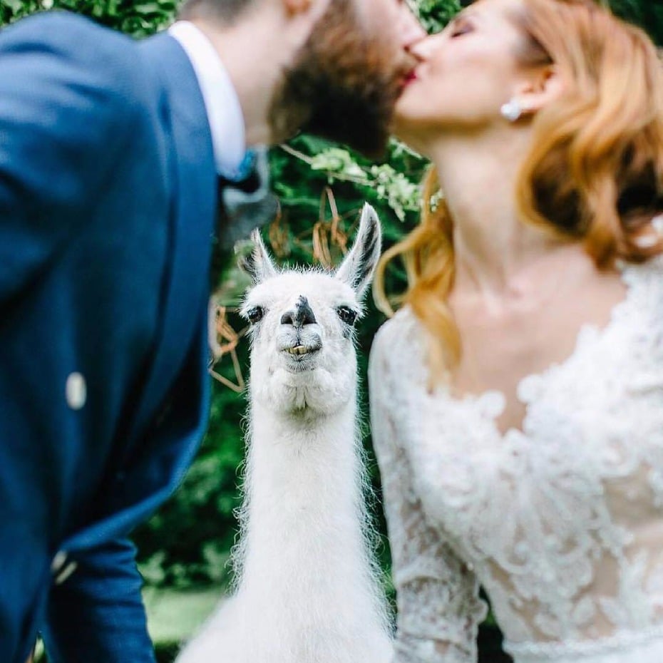 llama wedding photobomb