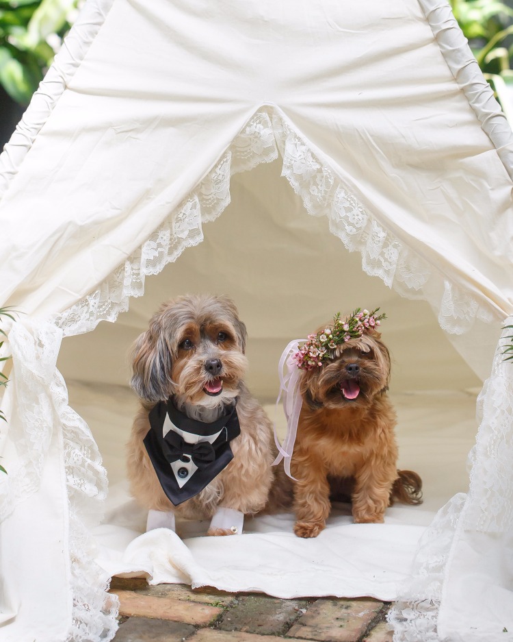 A Pair of Pooches Just Tied the Knot and Their Wedding is UNREAL