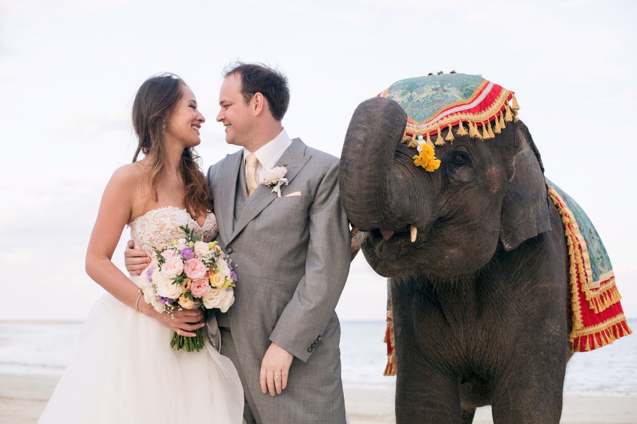 Bride groom and decorated elephant at beach wedding