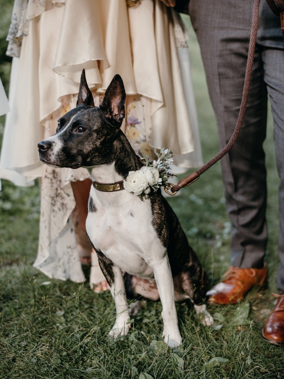 Wedding pup with flower collar
