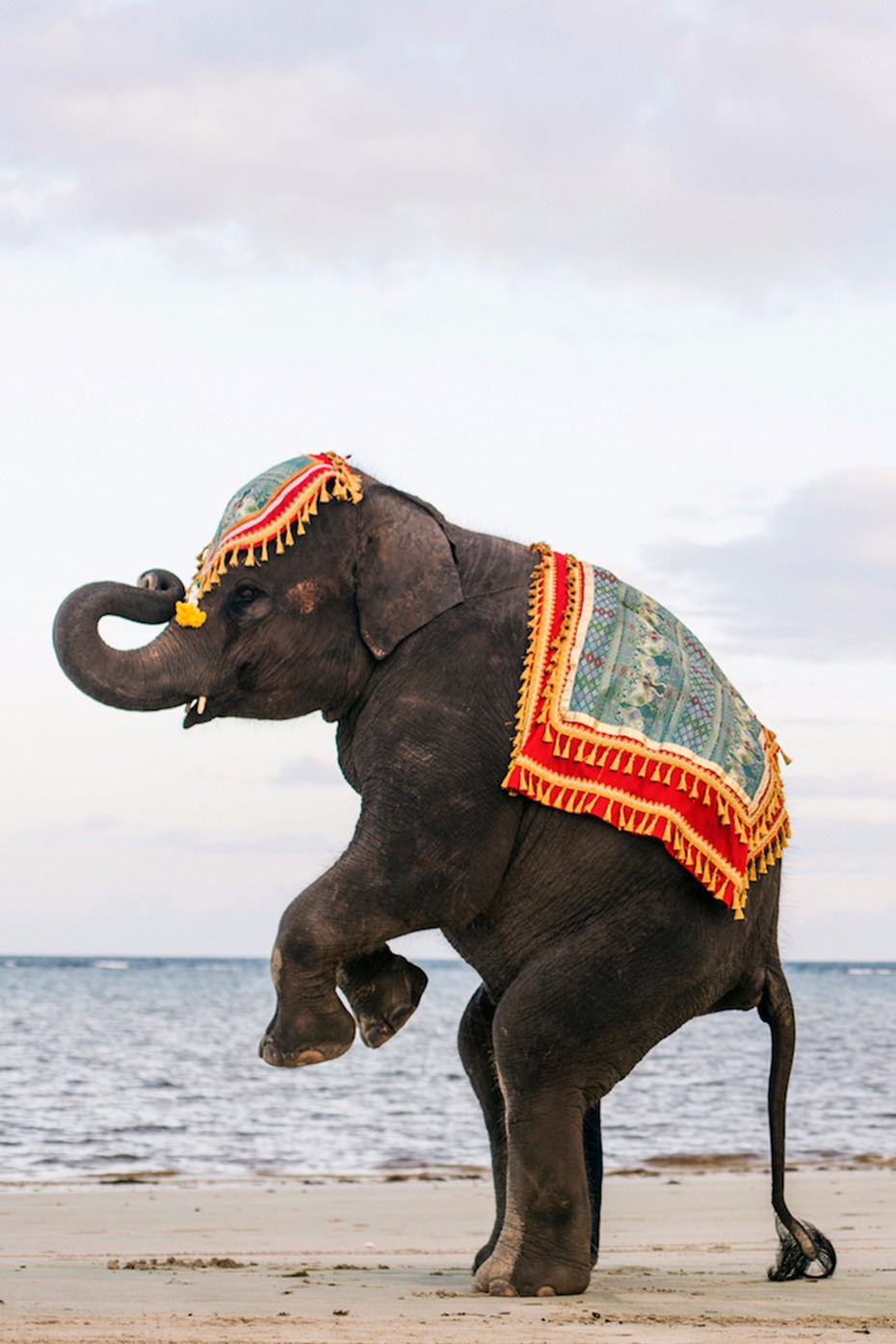 Decorated elephant performs on a beach near the ocean