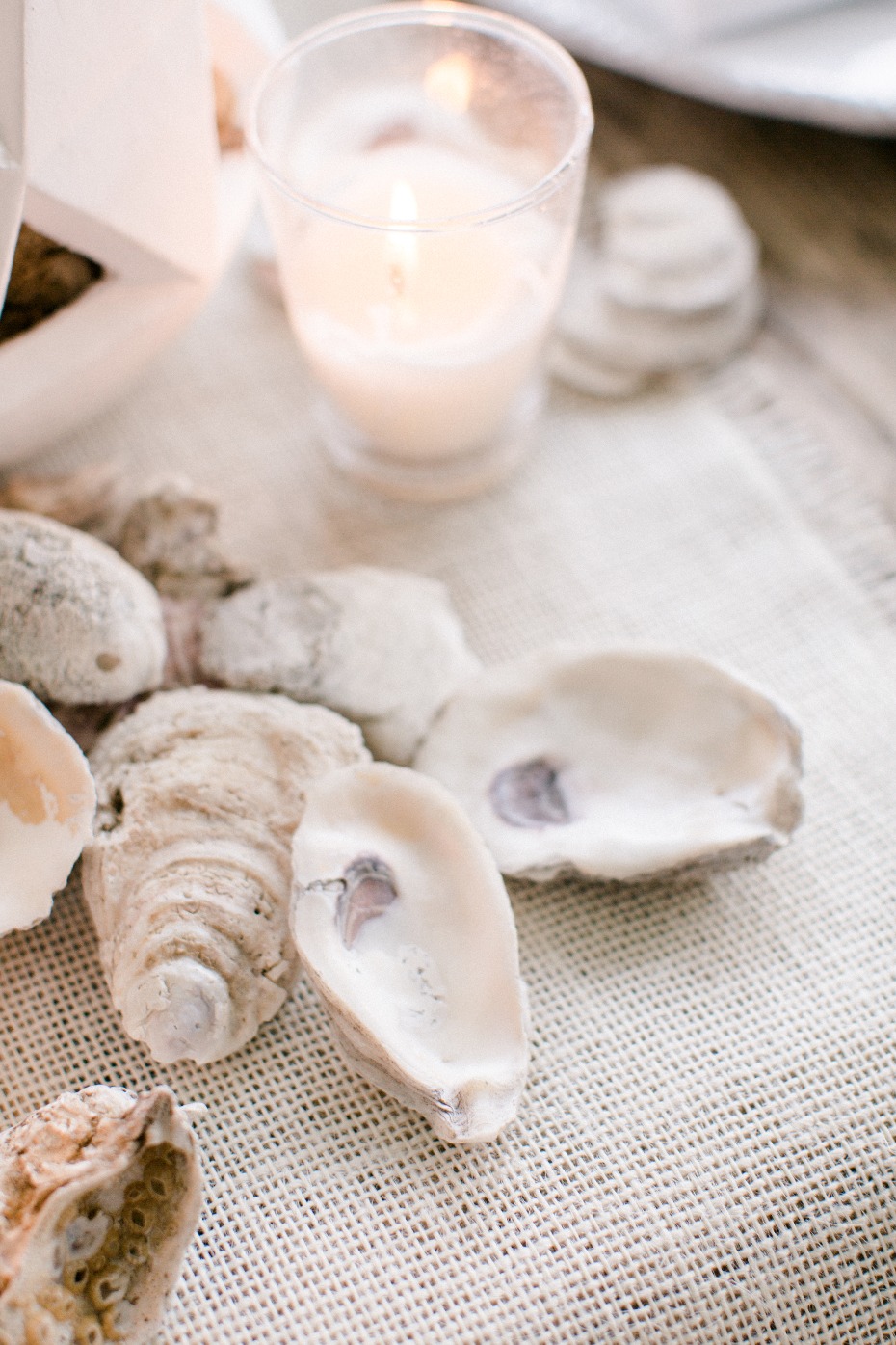 hand gathered sea shells