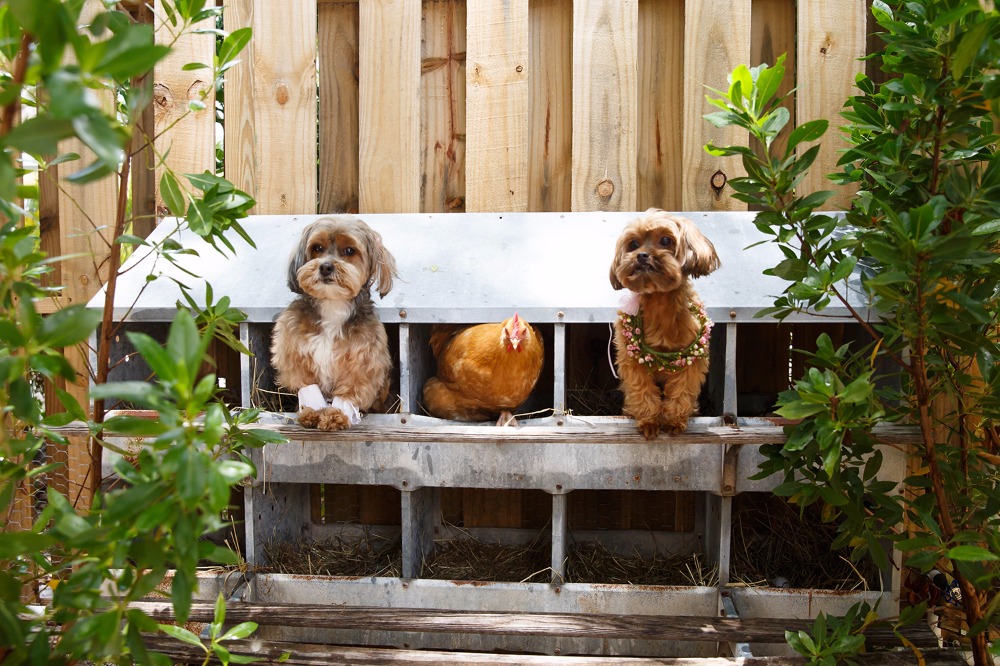 puppywedding102