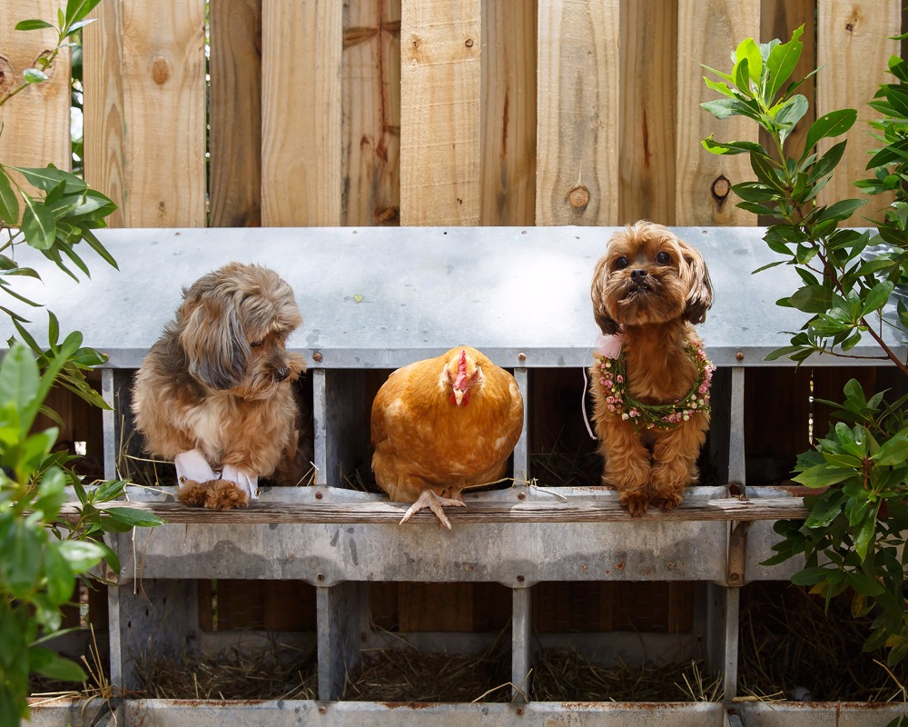 puppywedding103