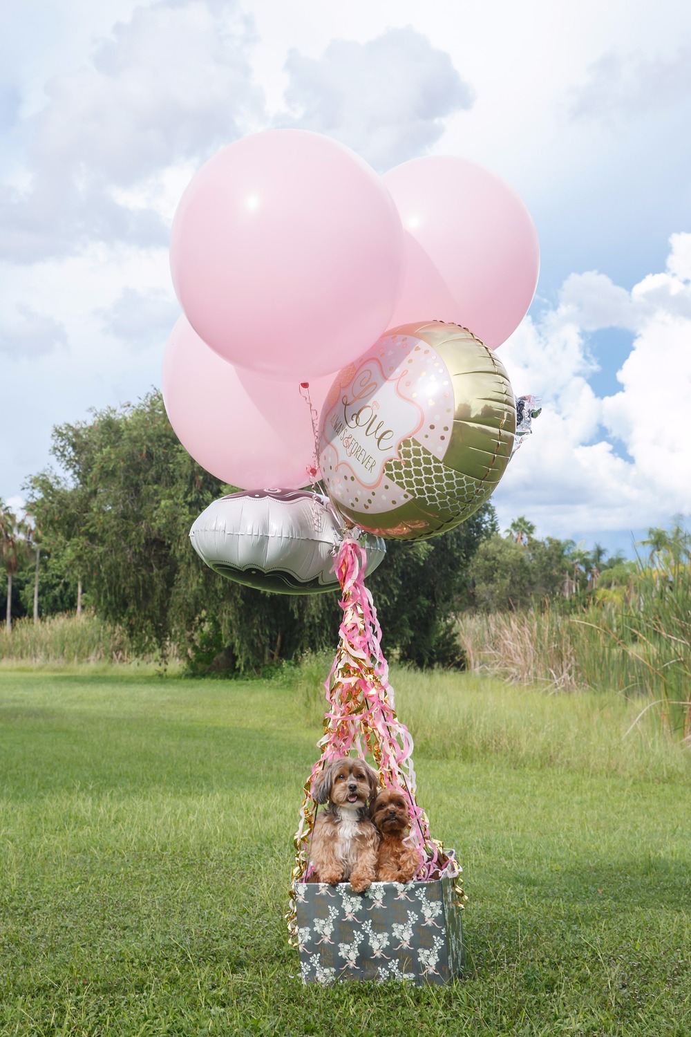 puppywedding106