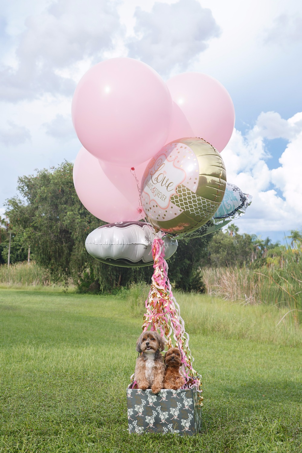 puppywedding107