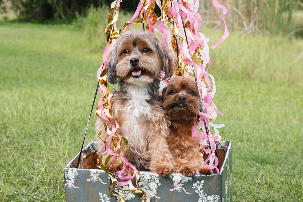 puppywedding108