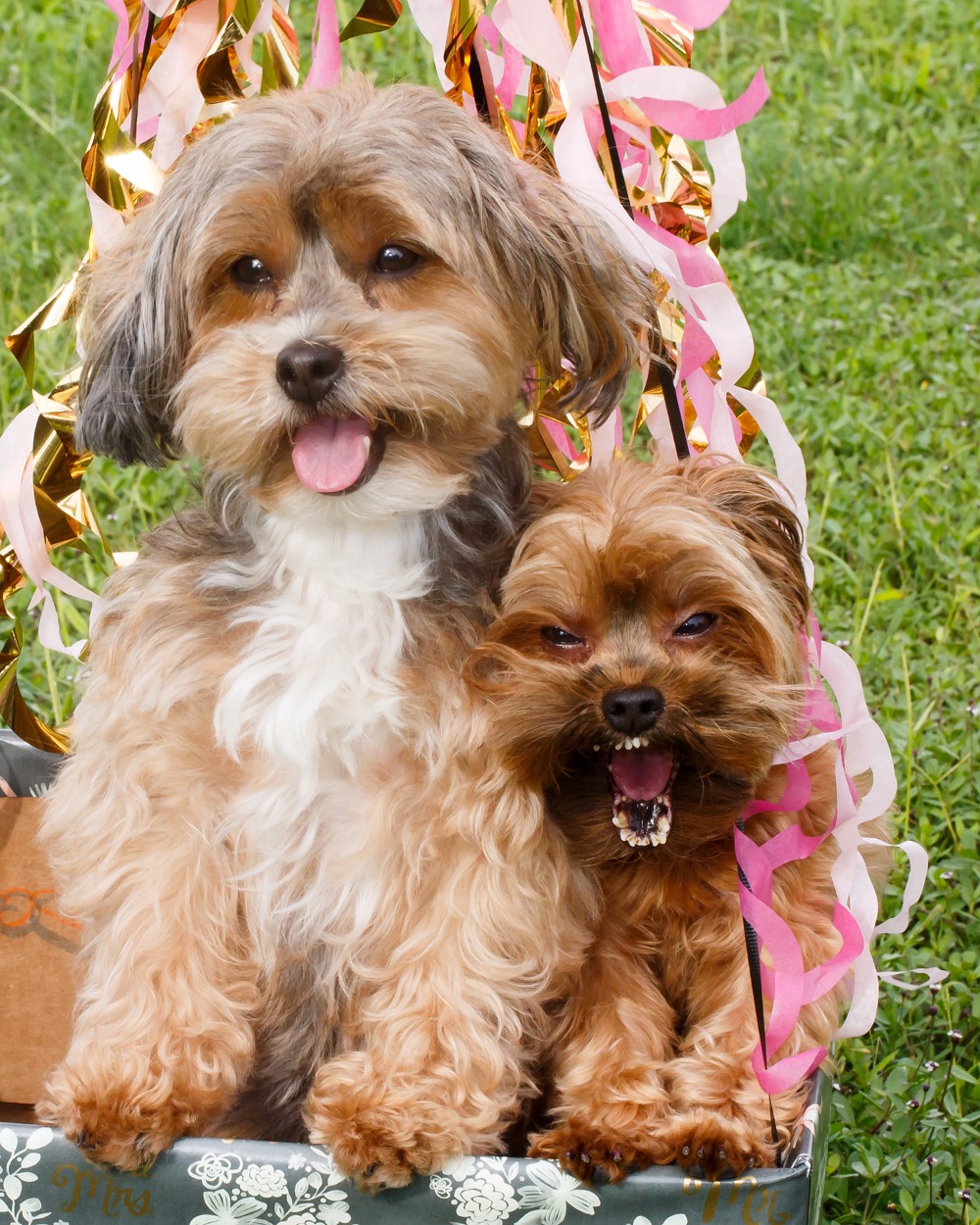 puppywedding109