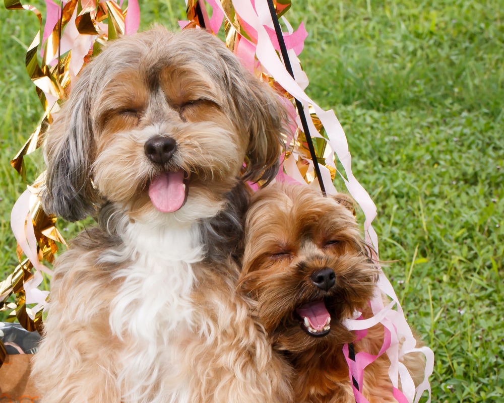 puppywedding110