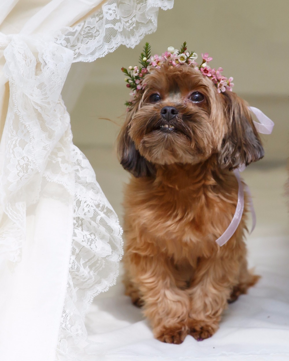 puppywedding21