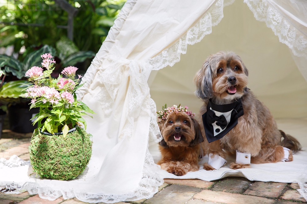 puppywedding22