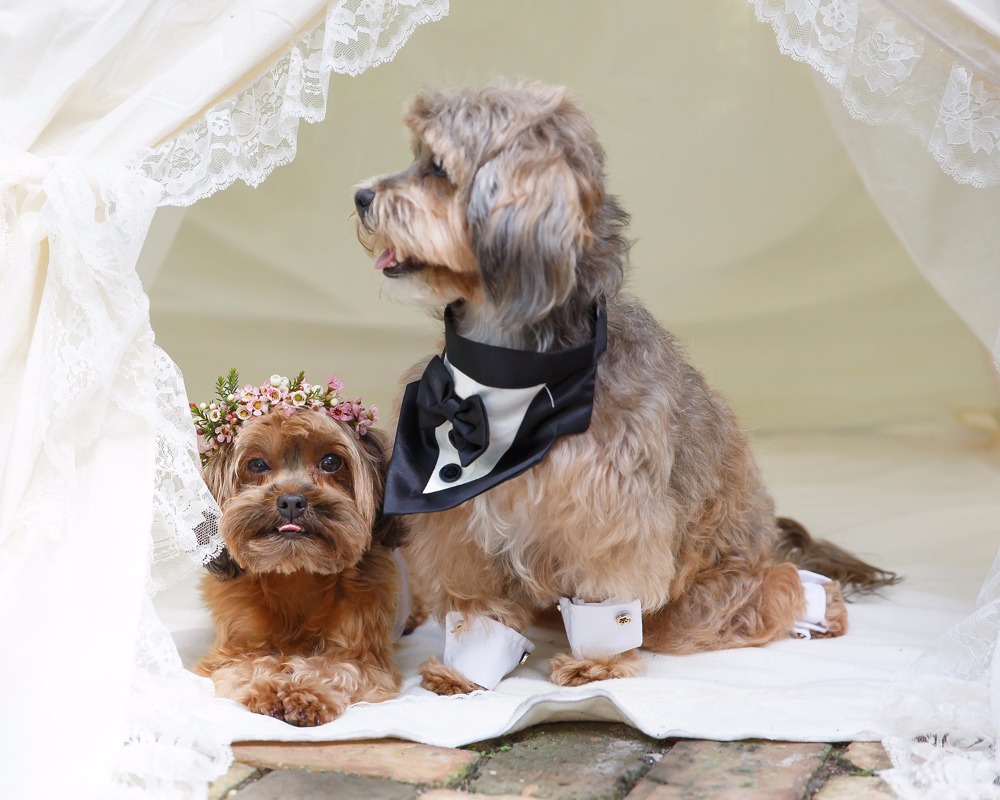 puppywedding23