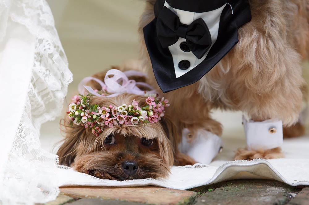 puppywedding24