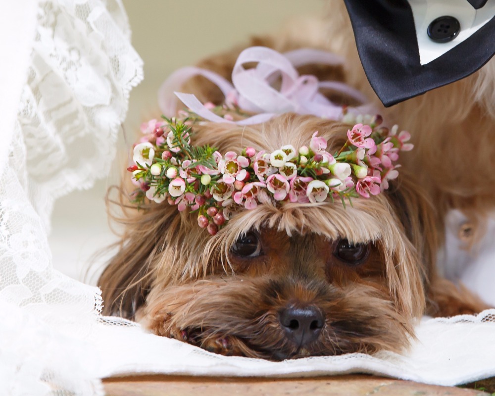 puppywedding25