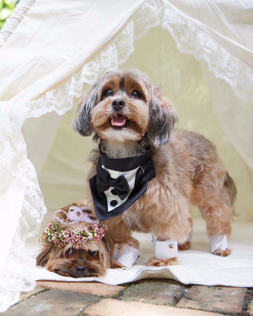 puppywedding26